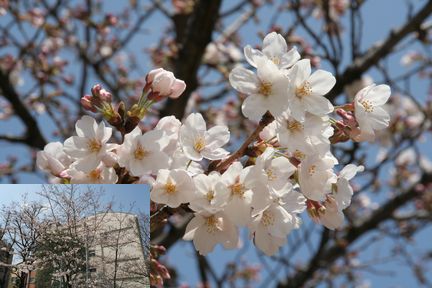 ��������̃T�N�����炫�܂���(2006.03.25�B�e)