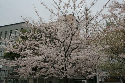 ���{���쉈���̃T�N��(2006.04.02�B�e)