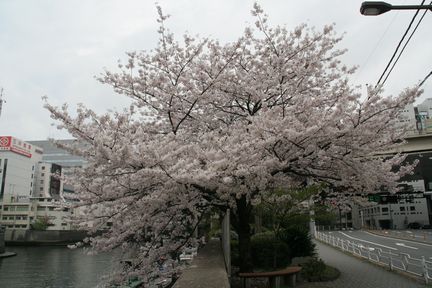 ���{���쉈���̃T�N��(2006.04.02�B�e)