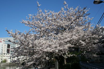 ���{���쉈���̃T�N�����炢�Ă����I(2006.04.03�B�e)