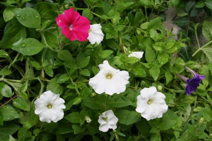 ���ꂢ�Ȃ��Ԃ��炢�Ă��܂�